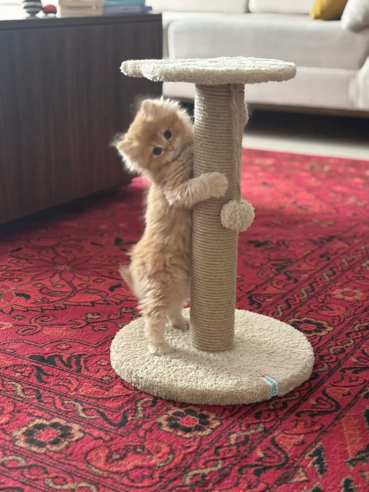 Cat Toys