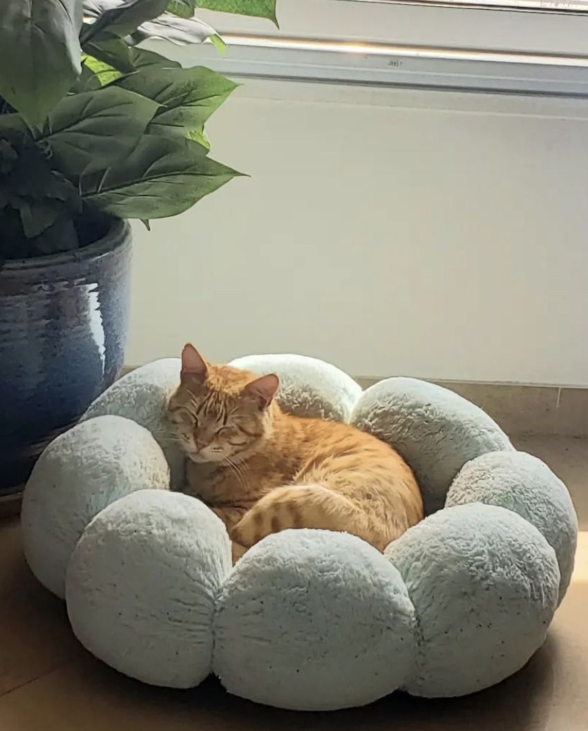 Pet comfort