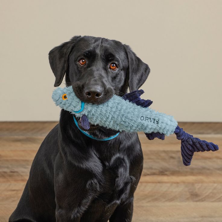 Pet essentials