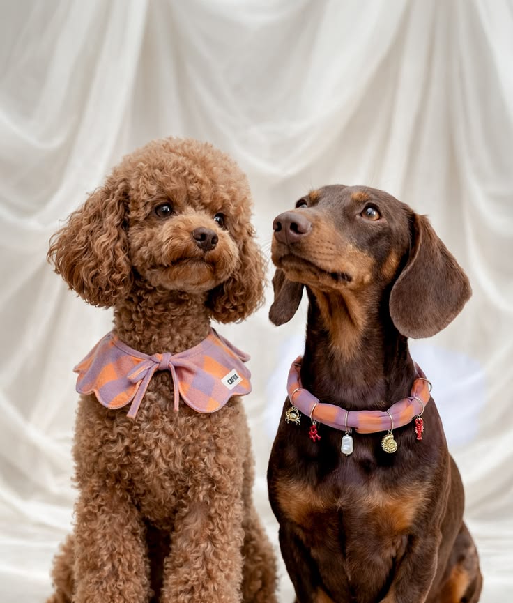 Dog Leashes